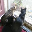 Photo #2: Pet Sitting...Plus! $20 per day