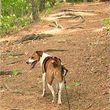 Photo #1: Pet Sitting...Plus! $20 per day