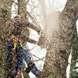 Photo #15: ARBORIST/CLIMBER from Arbor Sense Tree Care and Trimming