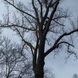Photo #7: ARBORIST/CLIMBER from Arbor Sense Tree Care and Trimming