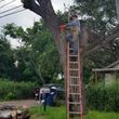 Photo #3: TWO DUDES TREE TRIMMING SERVICE