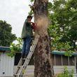 Photo #2: TWO DUDES TREE TRIMMING SERVICE