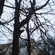 Photo #1: Tree Works Tree Trimmings &Removal Services, Lowest price
