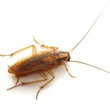 Photo #1: Get Rid of Roaches -100% Guaranteed