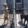 Photo #2: Wilderness Kennels. Dog Boarding and Training