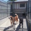 Photo #1: Wilderness Kennels. Dog Boarding and Training