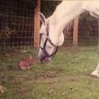 Photo #4: HORSE BOARDING - FEED, HAY, WATER, GREEN PASTURE