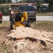 Photo #2: A Better Cut Tree Servive