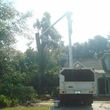 Photo #3: ABE's Tree Care and Stump Grinding