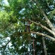 Photo #4: TREE TRIMMING. While climbing