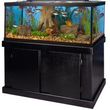 Photo #10: AQUARIUM SERVICES AND AQUARIUM LEASING!