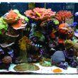 Photo #9: AQUARIUM SERVICES AND AQUARIUM LEASING!