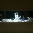 Photo #8: AQUARIUM SERVICES AND AQUARIUM LEASING!