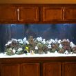 Photo #7: AQUARIUM SERVICES AND AQUARIUM LEASING!