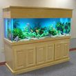 Photo #6: AQUARIUM SERVICES AND AQUARIUM LEASING!