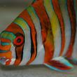 Photo #4: AQUARIUM SERVICES AND AQUARIUM LEASING!