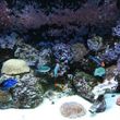 Photo #3: AQUARIUM SERVICES AND AQUARIUM LEASING!