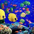 Photo #2: AQUARIUM SERVICES AND AQUARIUM LEASING!