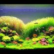 Photo #1: AQUARIUM SERVICES AND AQUARIUM LEASING!