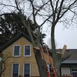 Photo #3: ROSE'S SERVICE AND TREE REMOVAL