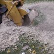 Photo #2: PAINLESS STUMP GRINDING