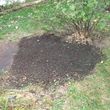 Photo #1: PAINLESS STUMP GRINDING