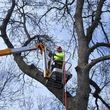 Photo #8: Tree & Lawn Care Services Available! Middleton Tree Worx