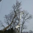 Photo #7: Tree & Lawn Care Services Available! Middleton Tree Worx