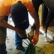 Photo #1: Farrier / Hoof Trimming