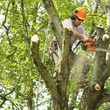 Photo #1: Lowe Tree Services - Tree trimming, removal, brush haul off, etc.
