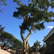 Photo #20: Elite Tree and Lawn Care Services: High Quality Work /Competitive Rates