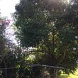 Photo #2: Elite Tree and Lawn Care Services: High Quality Work /Competitive Rates