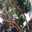 Photo #3: Redmond Tree Service. Tree Pruning & Tree Removal
