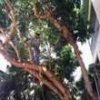 Photo #3: Redmond Tree Service. Tree Pruning & Tree Removal