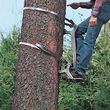 Photo #1: Redmond Tree Service. Tree Pruning & Tree Removal