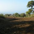 Photo #16: LAMM'S AGRICULTURAL BULLDOZING - LAND CLEARING AND ORCHARD