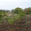 Photo #12: LAMM'S AGRICULTURAL BULLDOZING - LAND CLEARING AND ORCHARD