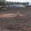 Photo #9: LAMM'S AGRICULTURAL BULLDOZING - LAND CLEARING AND ORCHARD