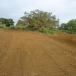 Photo #3: LAMM'S AGRICULTURAL BULLDOZING - LAND CLEARING AND ORCHARD
