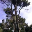 Photo #2: Tree trimming by Free lance Tree climber