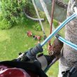 Photo #12: Tree trimming by Free lance Tree climber