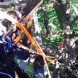 Photo #15: Tree trimming by Free lance Tree climber