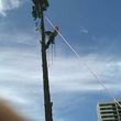 Photo #17: Tree trimming by Free lance Tree climber