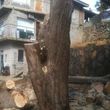 Photo #18: Tree trimming by Free lance Tree climber