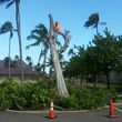 Photo #1: Tree trimming, Tree removal, stump grinding