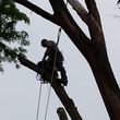 Photo #1: Tree Removal & Trimming at a great price
