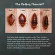 Photo #5: Bedbugs are eradicated. Call Shield Termite & Pest Control