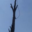 Photo #1: J&D tree service - discounts and specials!