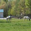 Photo #2: Horse Boarding. No feeding on weekends