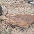 Photo #1: Cheapest stump grinding - limited time only!